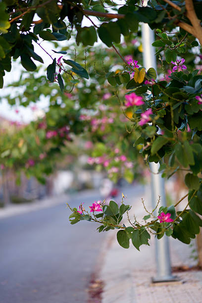 istock camel's foot flower 517599272