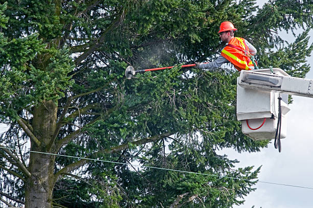 istock Man in cherry picker trimming fir tree with electric saw 517599279