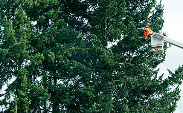 istock Man with chainsaw cutting branches of fir tree 517599283