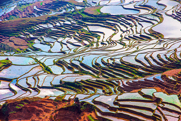 istock Flooded rice fields in South China 517599346