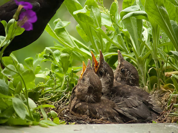 istock Blackbird babies and  father in nest 517599837