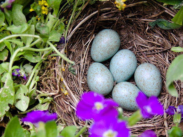 It looks like easter. This nest I found on my balcony end of april. 5 eggs of blackbird. I had 3 babies - see the photos in my portfolio.