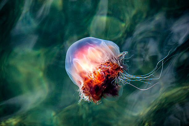 istock Jellyfish, Seydisfjordur Iceland10 517599849