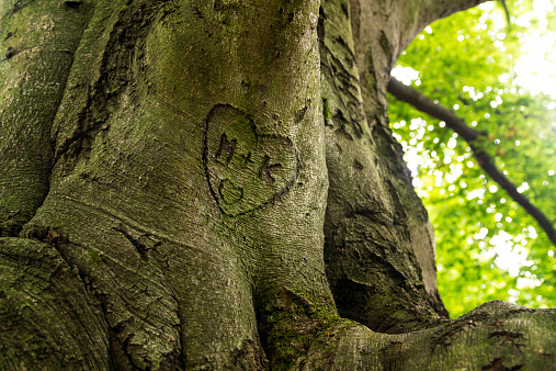 Heart engraved in bark