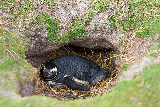 magellan penguin - falkland islands stock-fotos und bilder