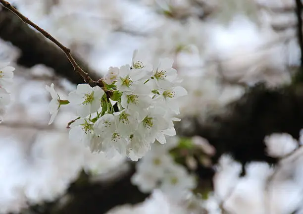 Photo of Branch with white cherry flowers  with hazed background