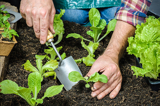 istock Farmer planting young seedlings 517601039