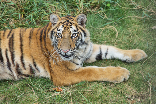 Tiger living in animal sanctuary, rescued from animal trade. OLYMPUS DIGITAL CAMERA