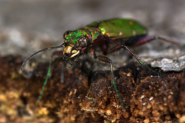 green tiger beetle (cicindela campestris) eyes and jaws - 班蝥 圖片 個照片及圖片檔