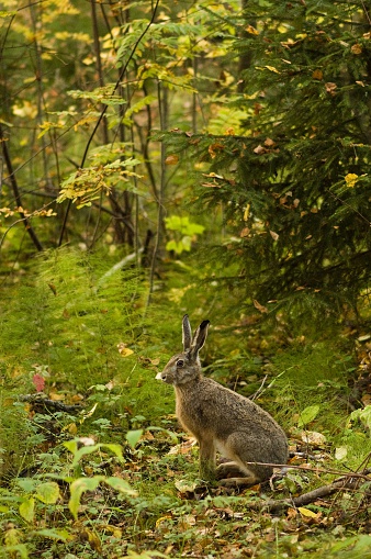 alert hare in the forest