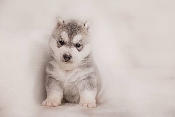istock cute siberian husky puppy 517603892