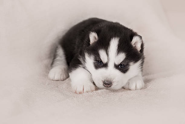 istock cute siberian husky puppy 517604586