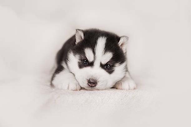 istock cute siberian husky puppy 517604614