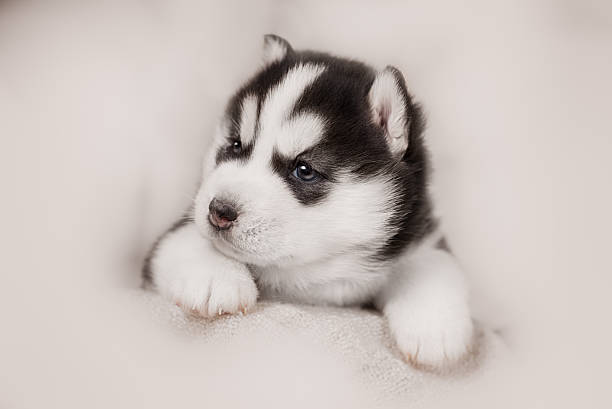 istock cute siberian husky puppy 517604764