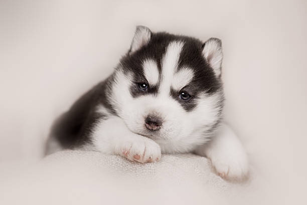 istock cute siberian husky puppy 517604818