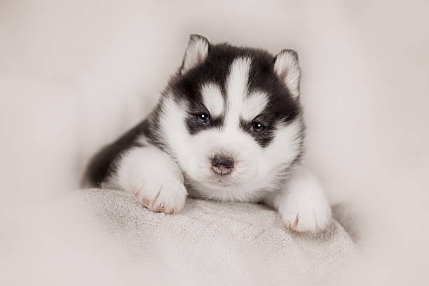 istock cute siberian husky puppy 517604870