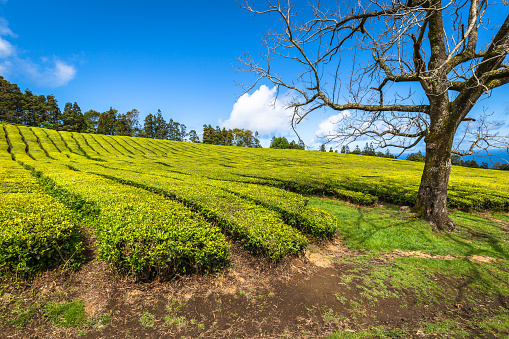 Tea plantation in Porto Formoso. Amazing landscape of outstanding natural beauty