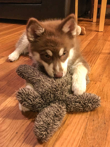 istock Happy puppy with toy 517605520
