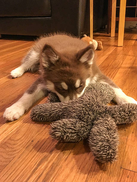 istock Happy puppy with toy 517605534