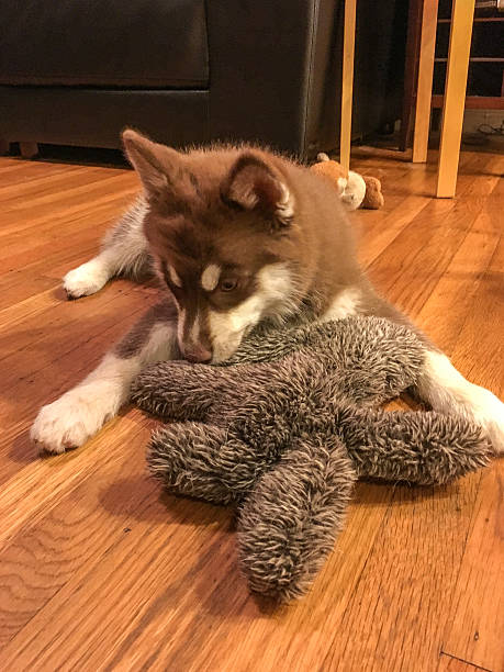 istock Happy puppy with toy 517605552