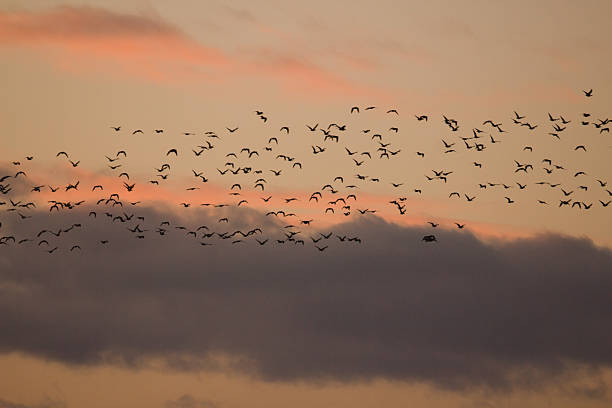 istock Birds in the Sunset 517606168