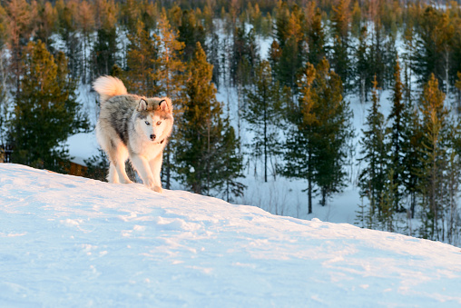 Huski dog on the Yamal Peninsula
