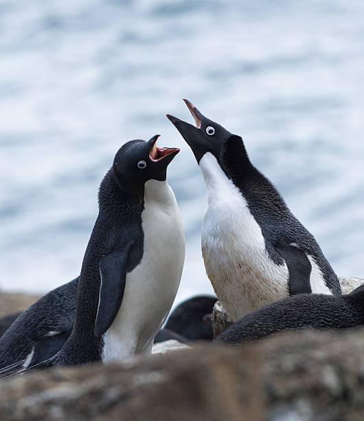 istock Two Adelie penguins calling to each other during courtship 517607400