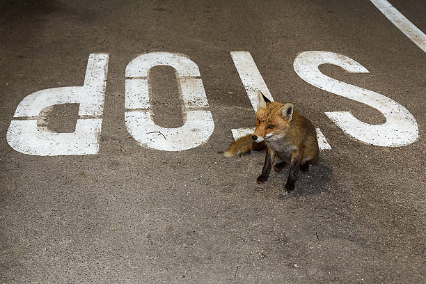 Fox is waiting on the stop sign