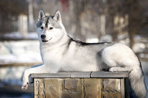 istock Portrait of siberian husky 517609180