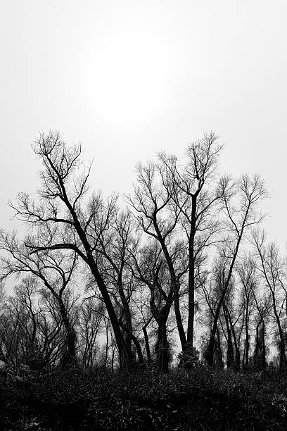 istock Cottonwood Tree in Winter Black and White 517609186