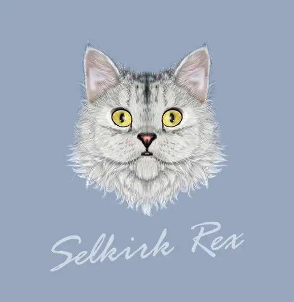 Vector illustration of Vector Illustrated portrait of Selkirk Rex cat.