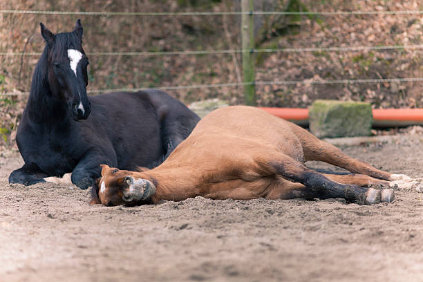 two horses lay down to sleep stock photo