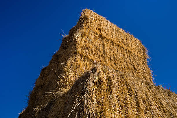 istock Hay Bales and Clear Blue Sky 517609926
