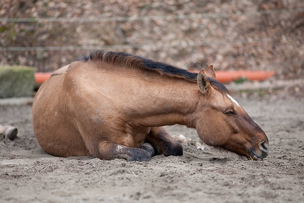 Horse with colic lay down and sleep outside stock photo