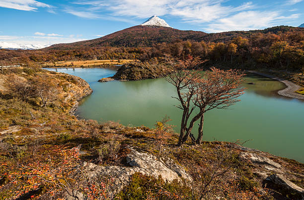 jesień w patagonii. tierra fe. fuego, kanał pies gończy określane są po zasięgnięciu - tree patagonia autumn green zdjęcia i obrazy z banku zdjęć