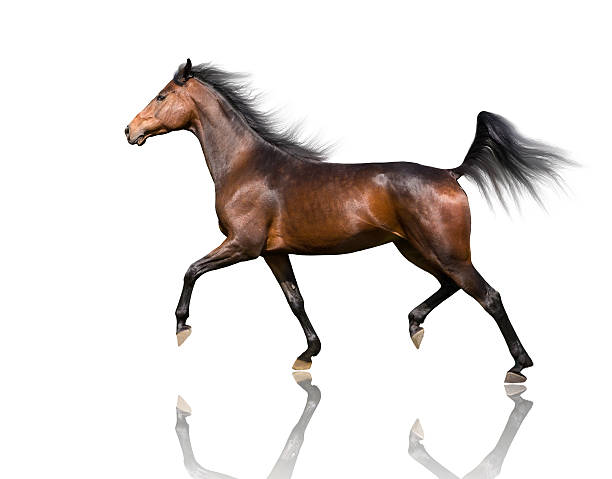 istock isolate of the brown horse trotting on the white background 517610070
