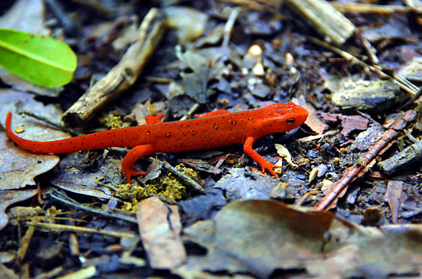 istock Close up of Salamander 517610490