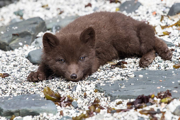 istock Puppy Commander blue fox is on the sea shore summer 517610728