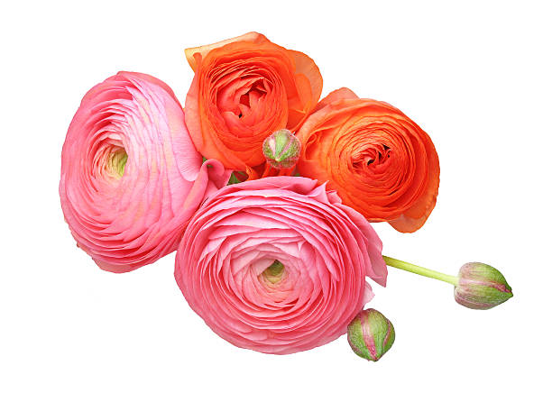 istock Bouquet of Persian buttercup 517611288