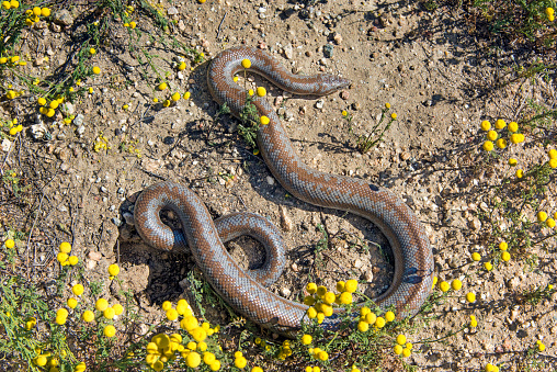 Rattlesnake notice in Garden of the Gods in Colorado Springs, Colorado in western USA of North America.