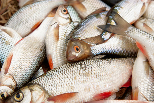 istock Pile of roaches and other fish 517611670