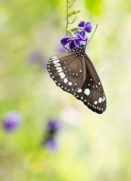 istock Butterfly Euploea core on purple duranta flower 517611826