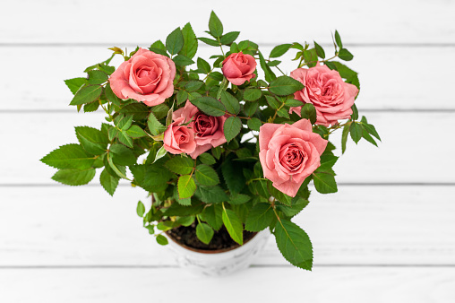 Pink roses in a flowerpot on white wooden background.