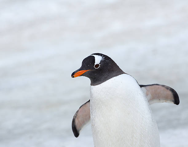 istock Gentoo penguin walking on snow in Antarctica 517613636