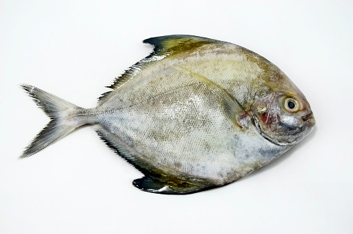 Black Pomfret, fresh fish isolated on the white background