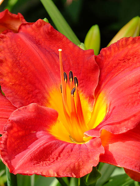 The Inner Flower Closeup of the reproductive organs of a Day Lily hemerocallidoideae stock pictures, royalty-free photos & images