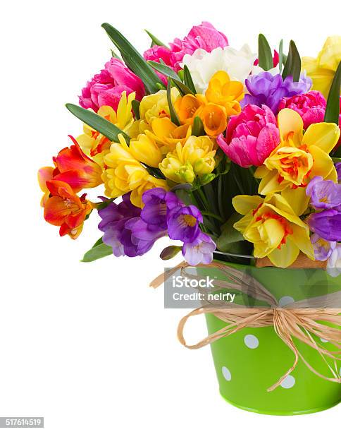 Freesia And Daffodil Flowers In Green Pot Stock Photo - Download Image Now - Backgrounds, Bouquet, Breast