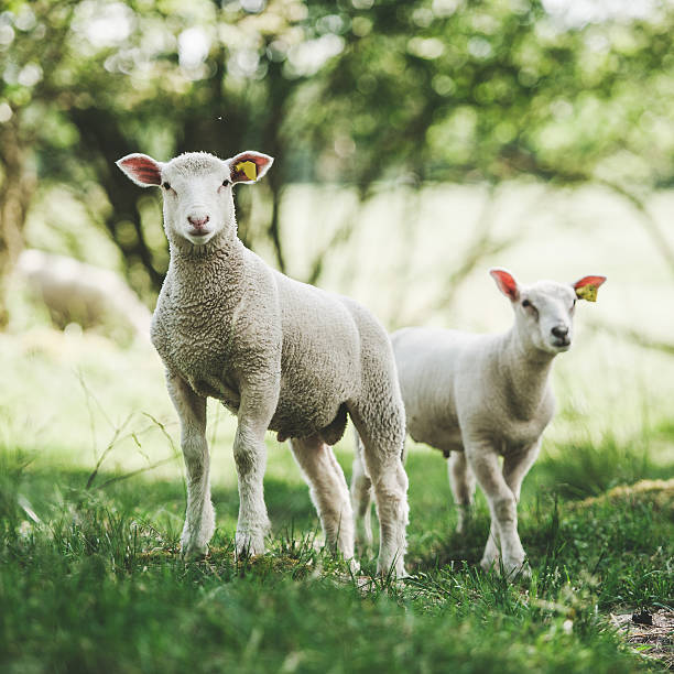 istock Cute lambs outdoors in nature 517615759