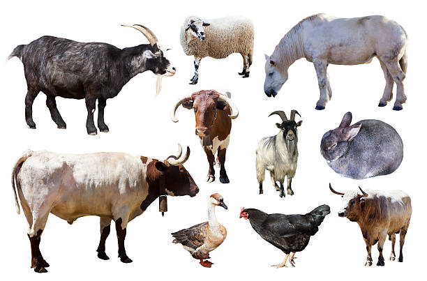 istock Set of farm animals on white 517616525