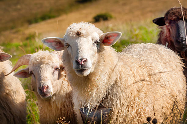 istock Flock of sheep grazing on the hills 517617087